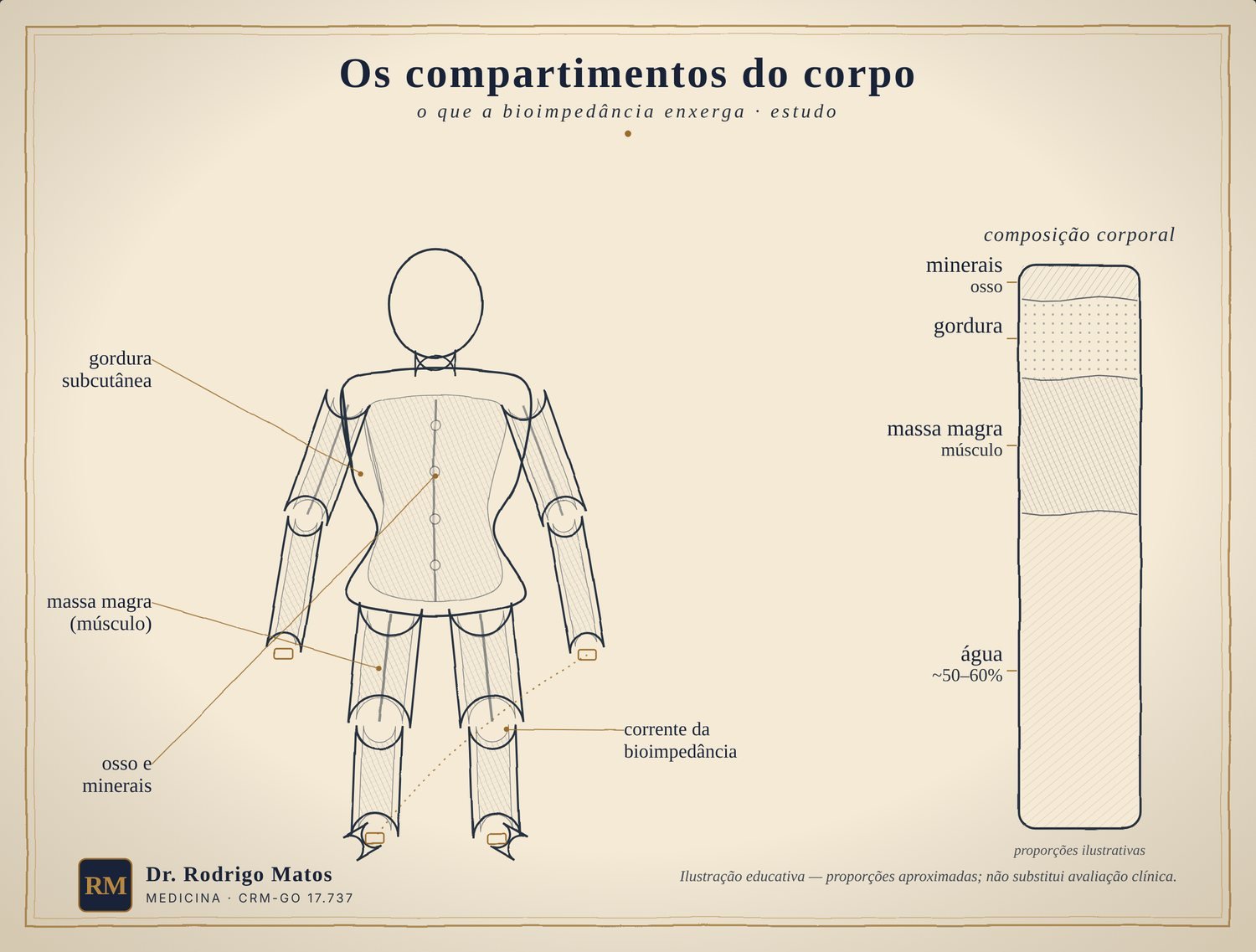Silhueta com os compartimentos do corpo estimados pela bioimpedância e uma régua de composição