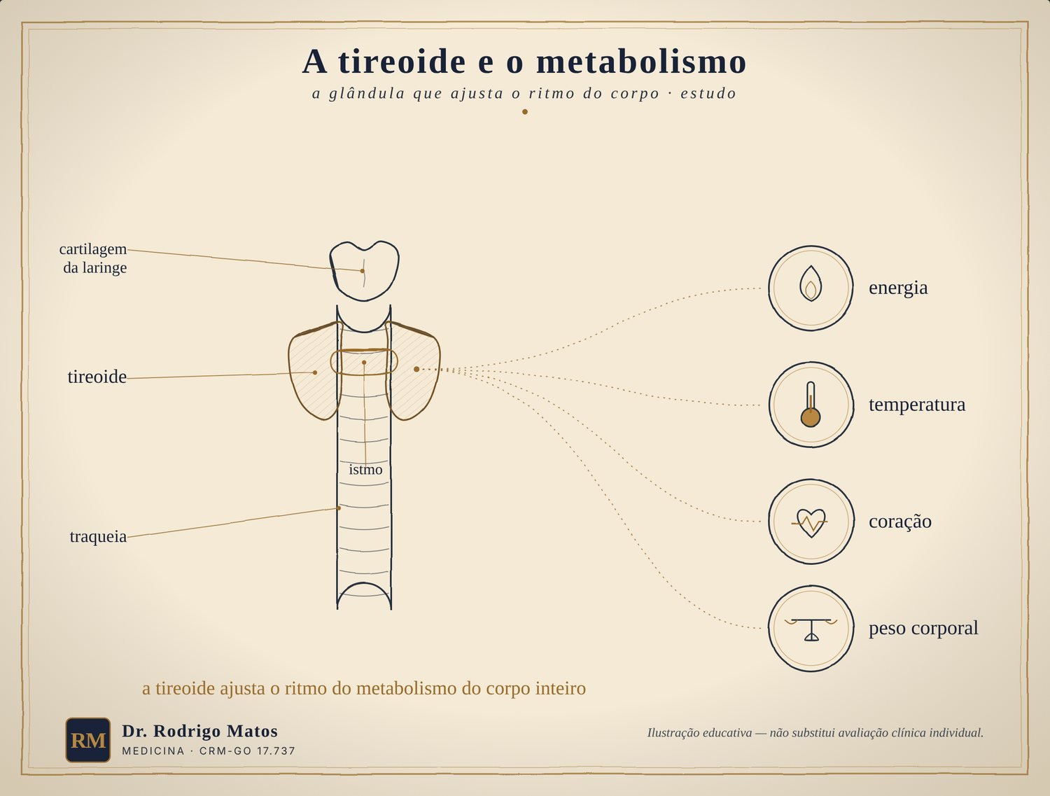 Ilustração da glândula tireoide sobre a traqueia e seus efeitos no metabolismo