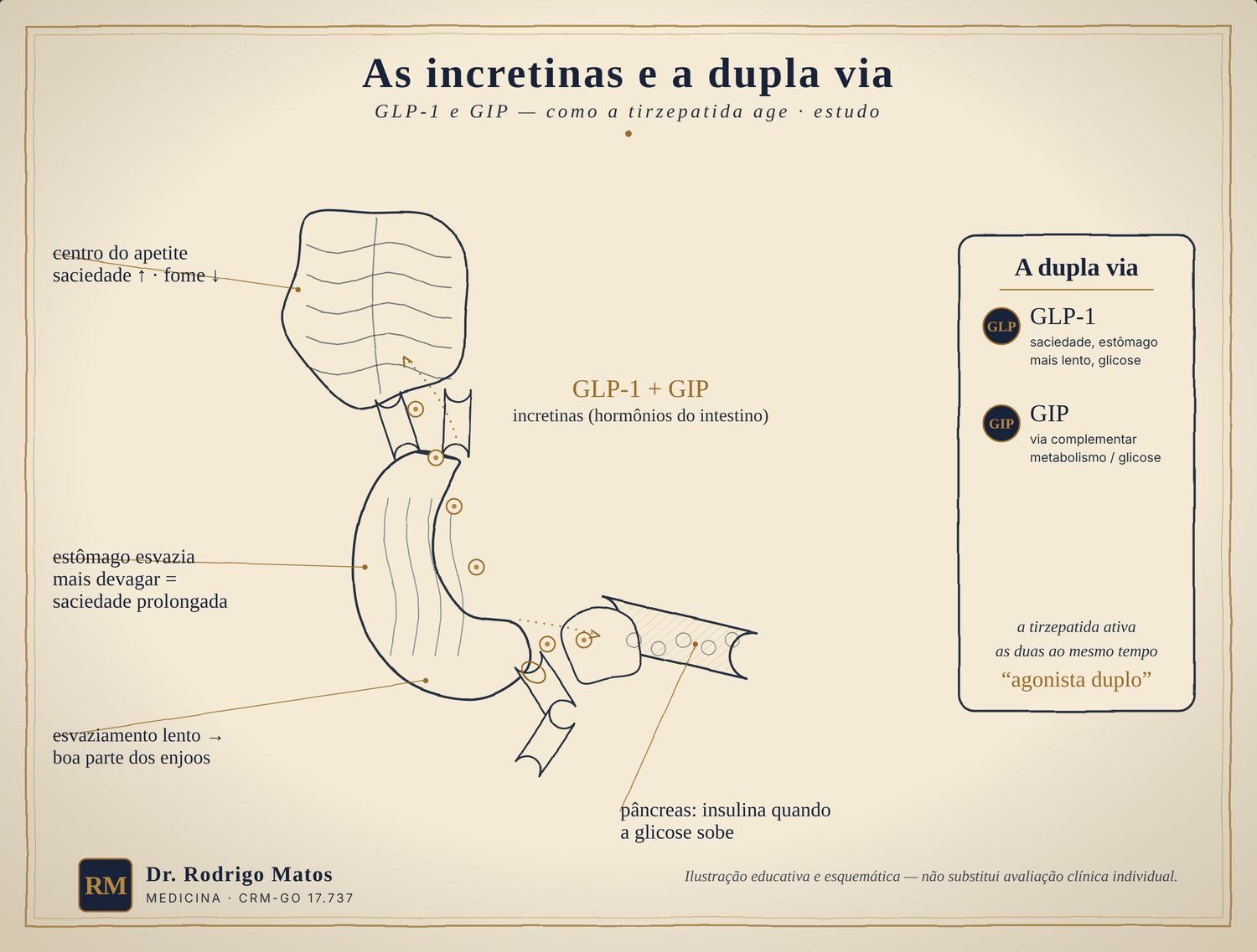 Ilustração manuscrita do eixo das incretinas: estômago, cérebro e pâncreas conectados pelas vias GLP-1 e GIP